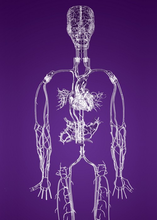artery_system_veille